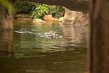 leipzig zoo-01_07_2011_gondwanaland_103